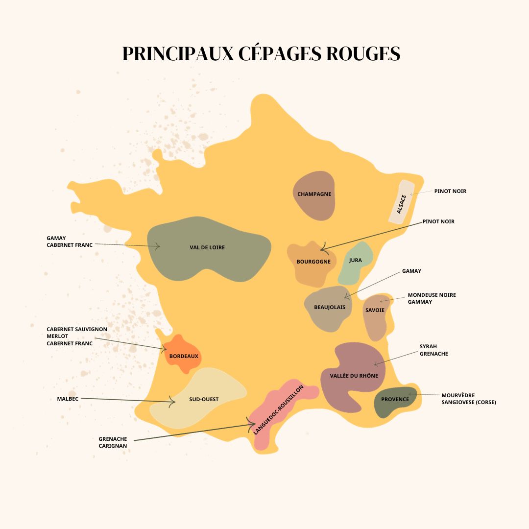 Les cépages rouges