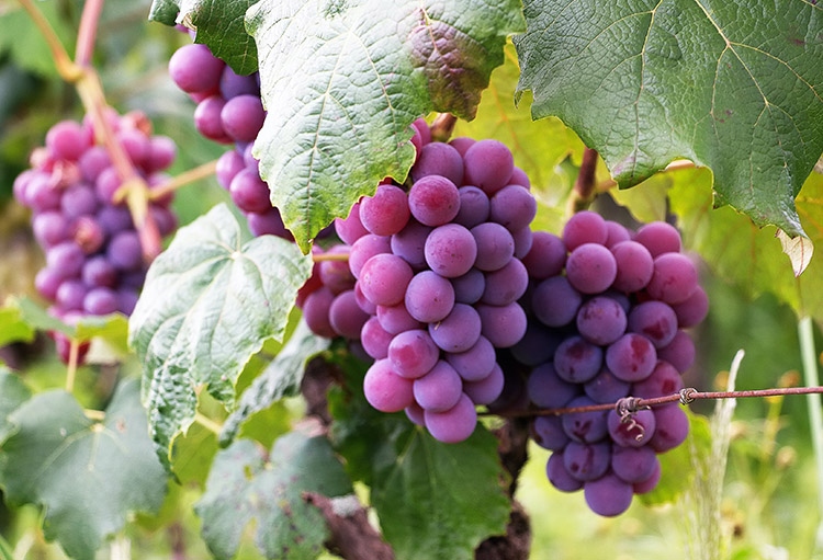 cave_martiniere_-_vignettes_-_regions_viticoles_-__0001_vins_du_monde