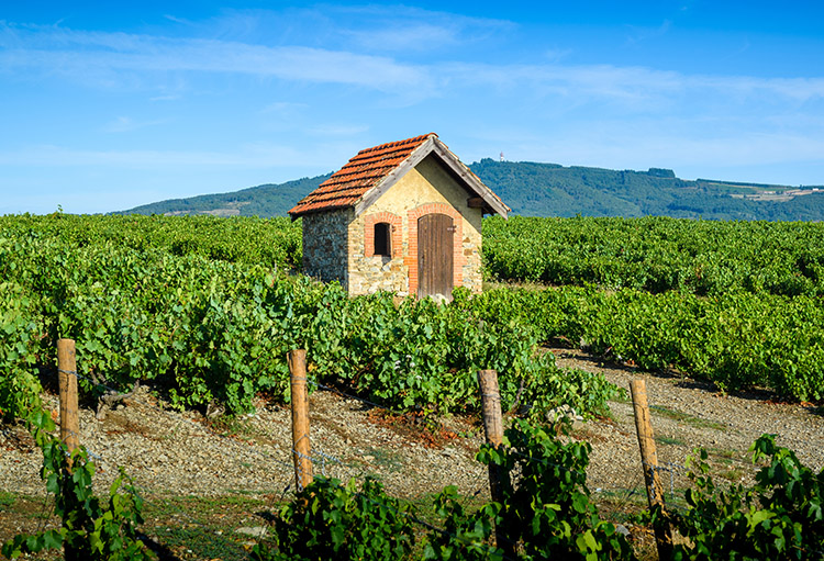 cave_martiniere_-_vignettes_-_regions_viticoles_-__0014_beaujolais_1236176812