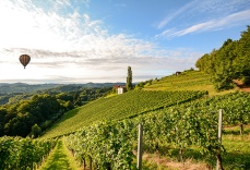 cave_martiniere_-_vignettes_-_regions_viticoles_-__0002_vallee_du_rhone_1223364994