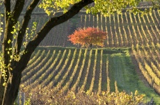 domaine_de_rochebin