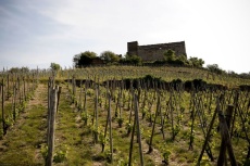 sarl_les_vins_de_viennne