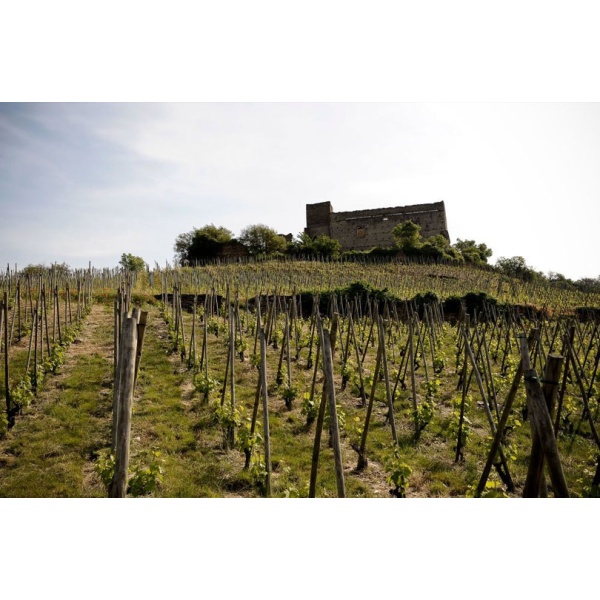 Les Vins de Vienne